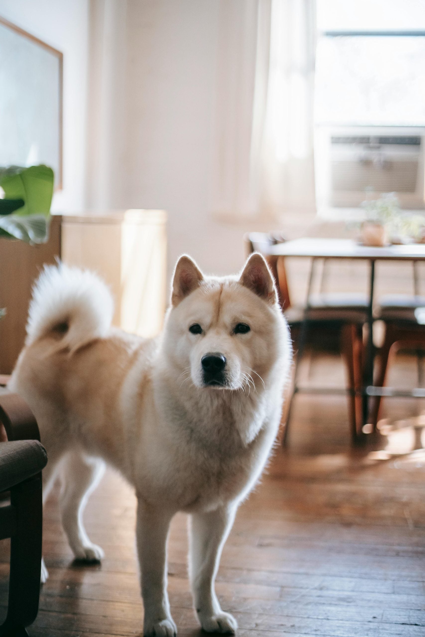 alles over de Akita inu