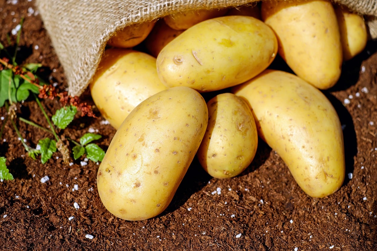 Aardappelen hond