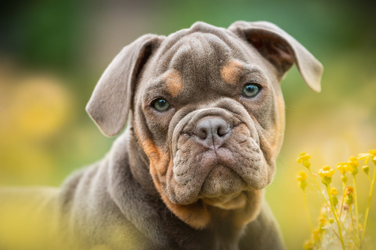 voedingssupplementen veiligheid honden