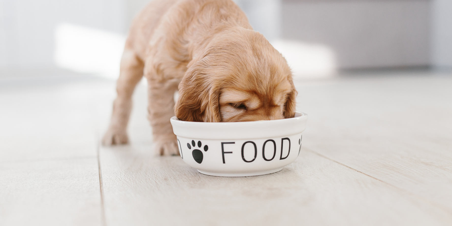 Switching from puppy food to adult dog food