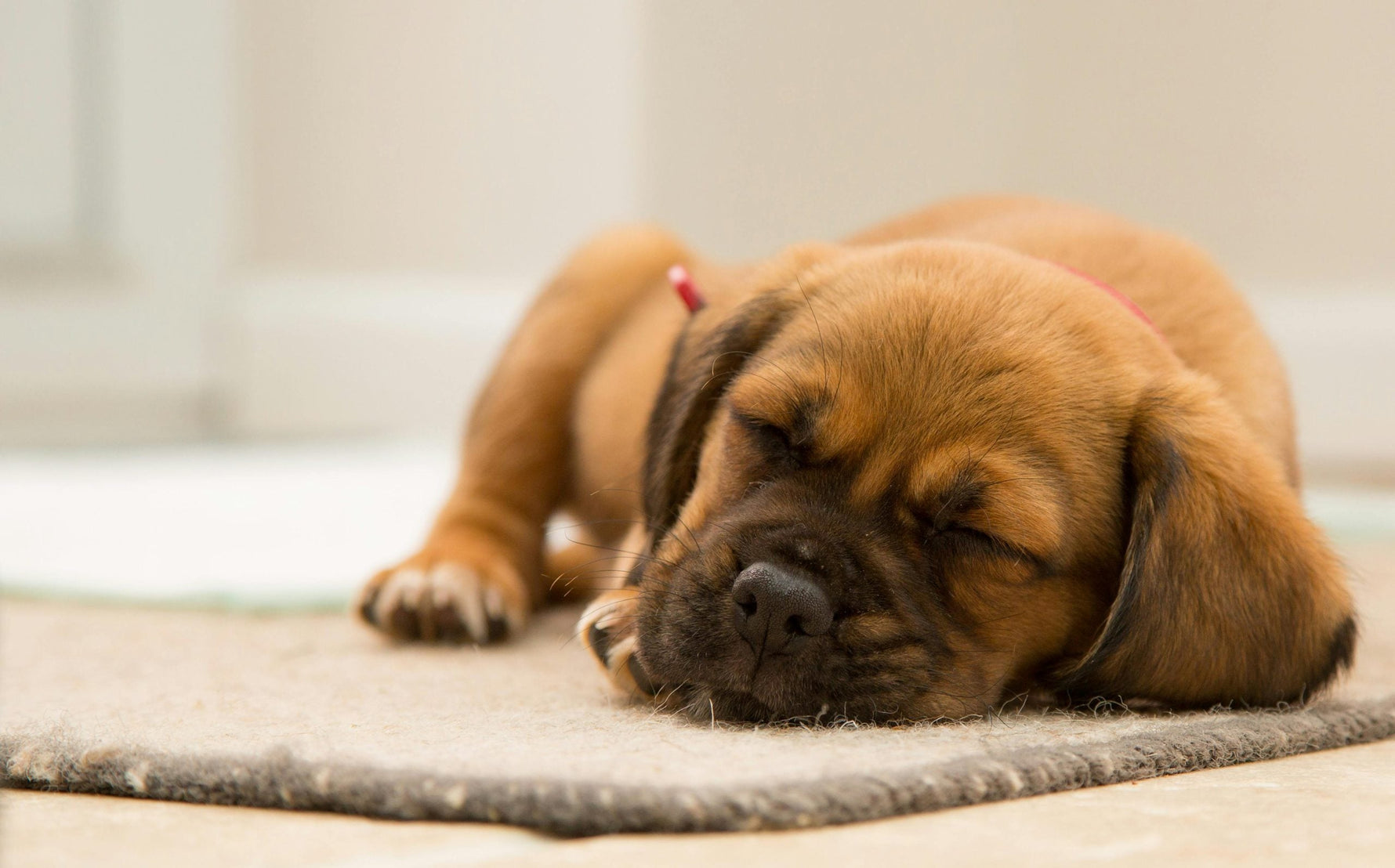schimmelinfecties bij honden