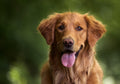 Voedingssupplementen voor honden bestellen