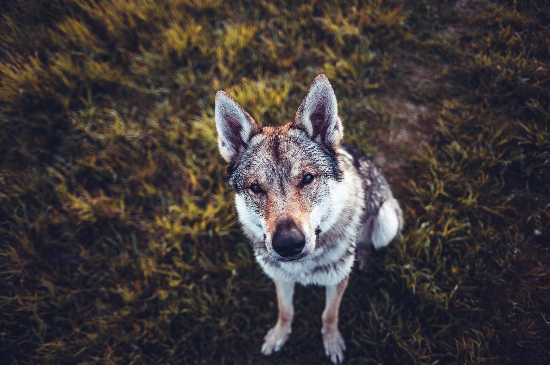Australian Cattle Dog