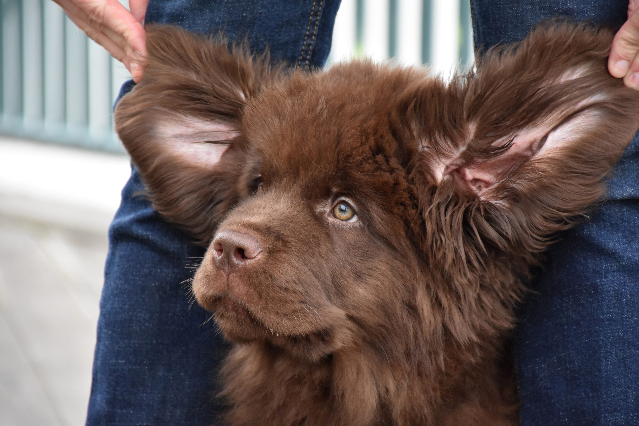 Probiotica hond tegen jeuk