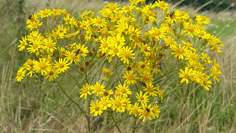 The Dangers of St. Jacob's Ragwort and How to Remove It from Horse Fields