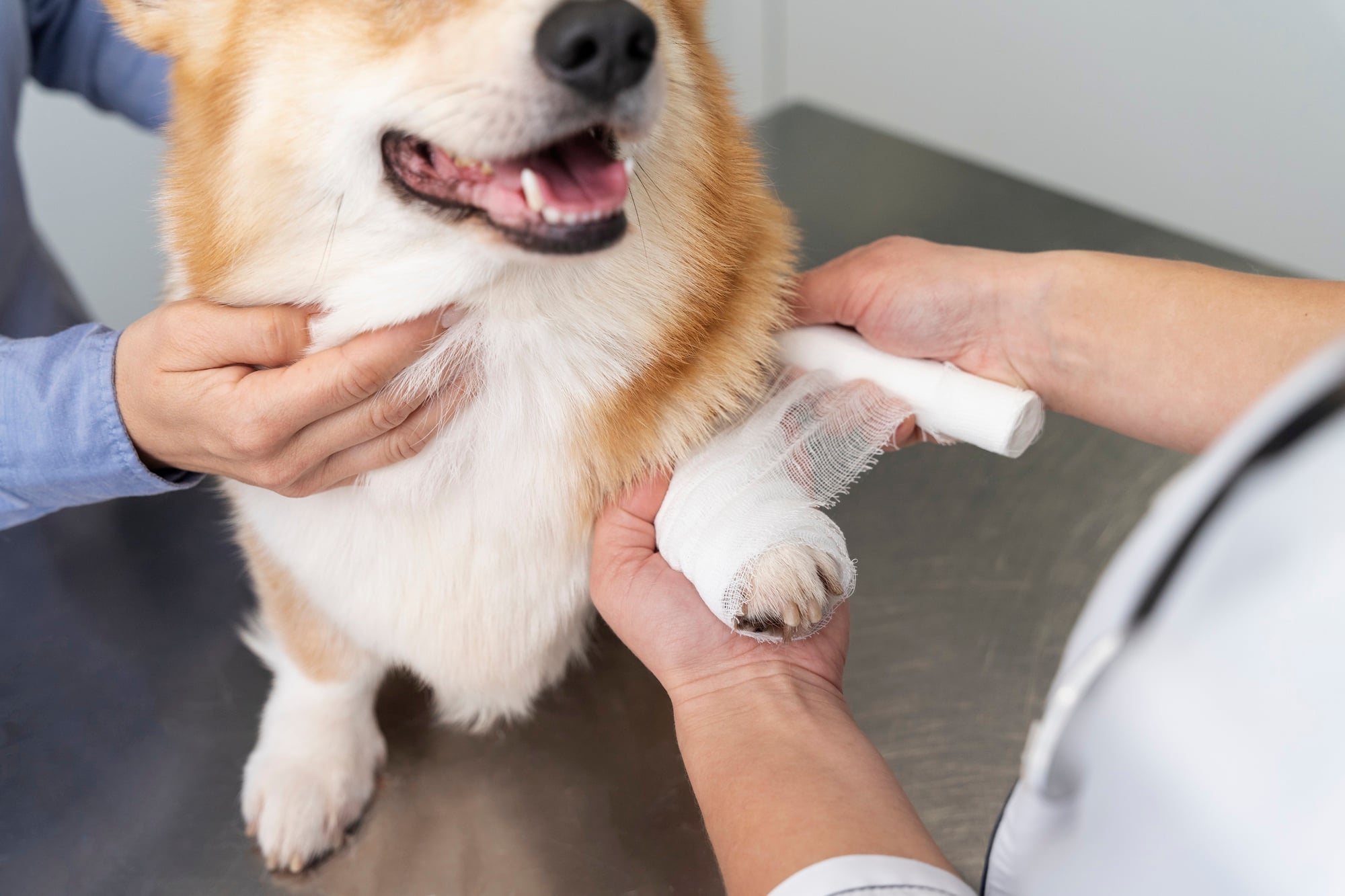 Ontstoken wond hond