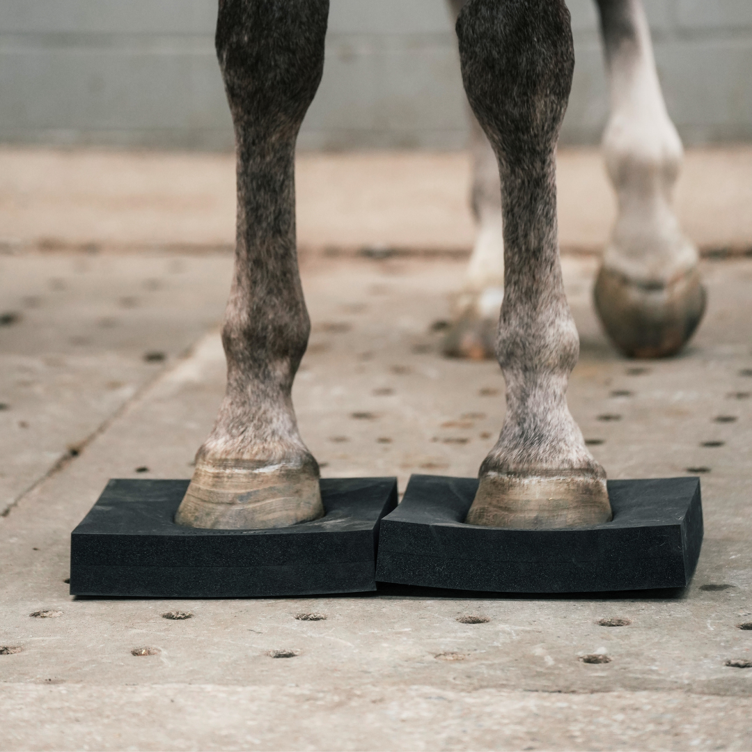Fitness, Feeders & Care Products