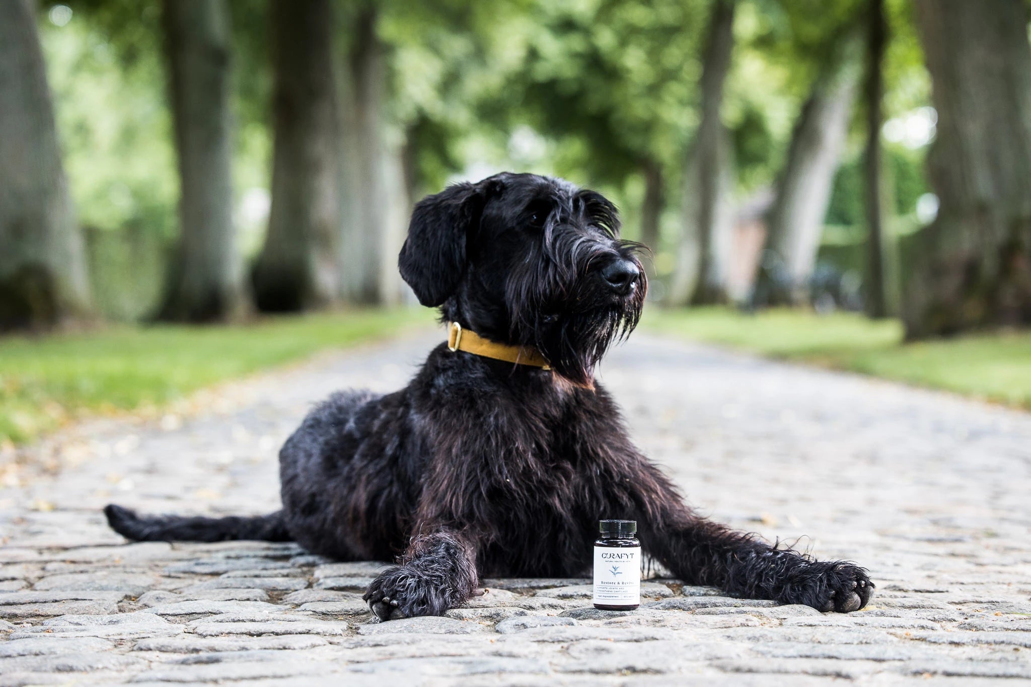Black dog Riesenschnauzer with Curafyt supplement