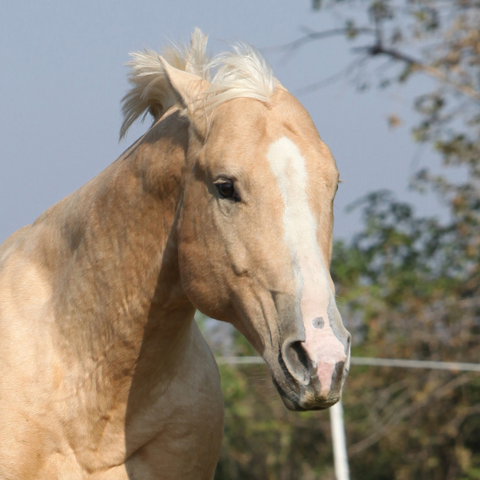 Pregnant and lactating mare nutrition protocol by Curafyt