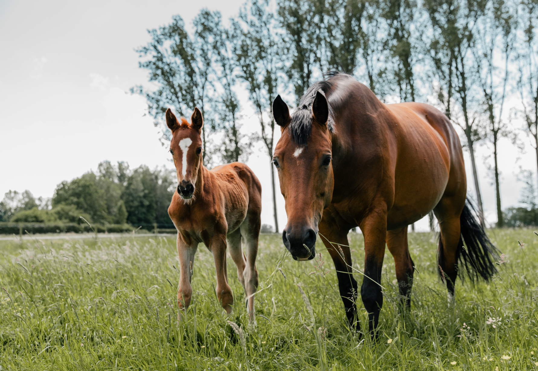 Fertility, Hormones & Mood