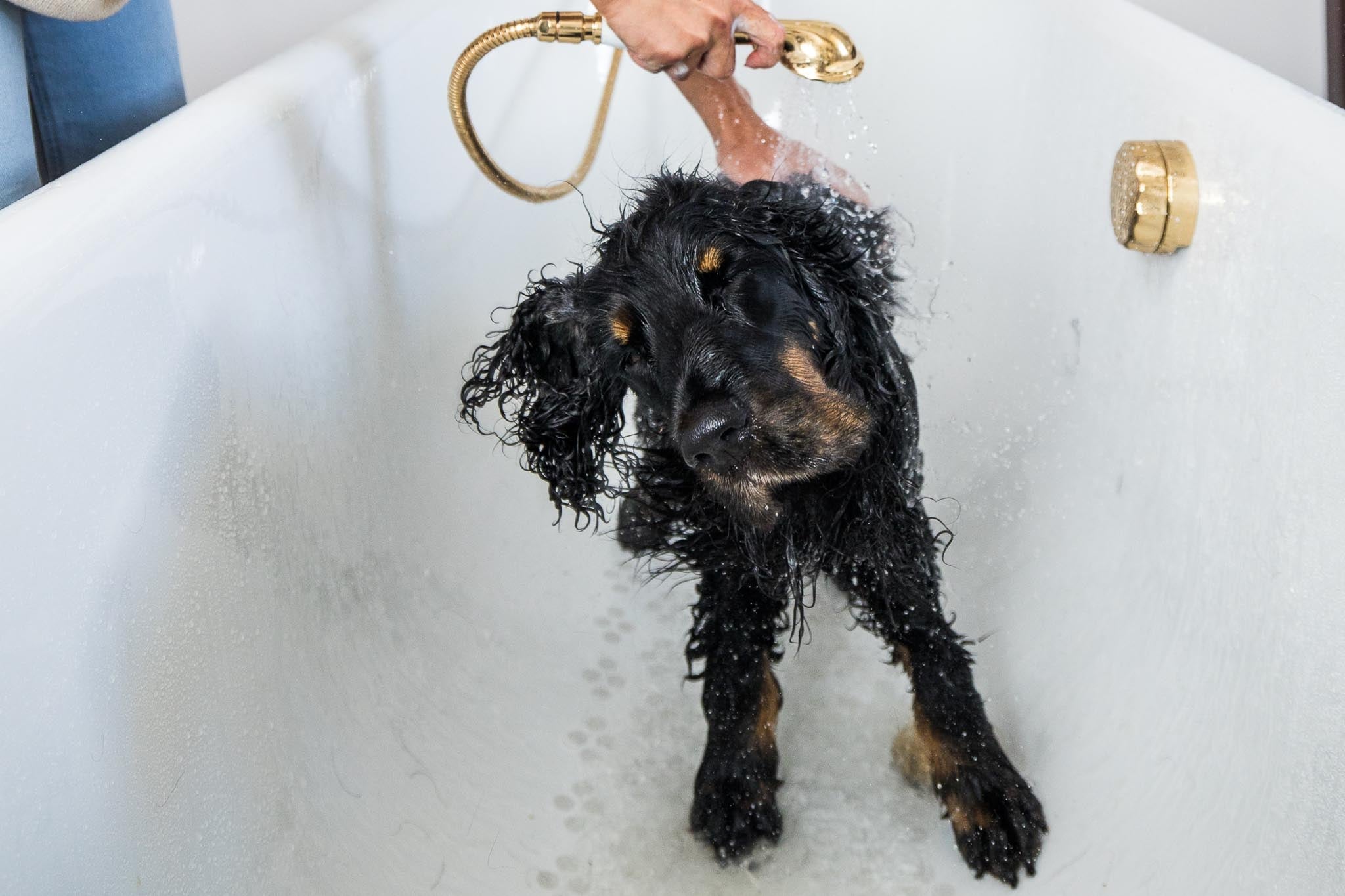 Dog care products