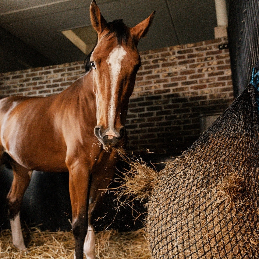 Curafyt horse shampoo sensitive skin