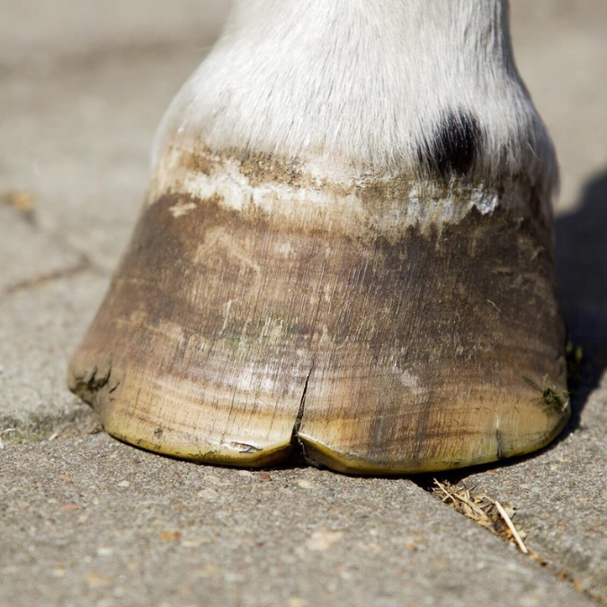 Brittle Hooves
