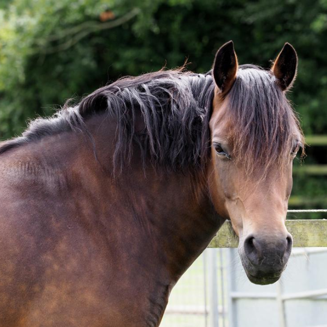 Overweight Horse