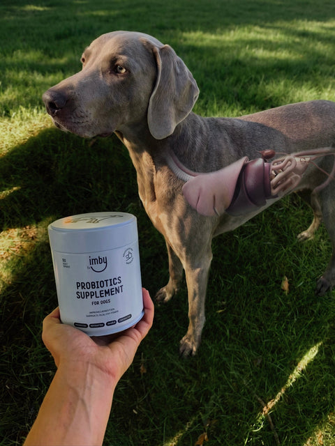 Gut & Stomach Dog Supplements