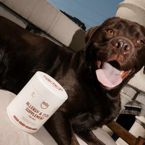 Itchy Skin & Allergy Dog Supplements