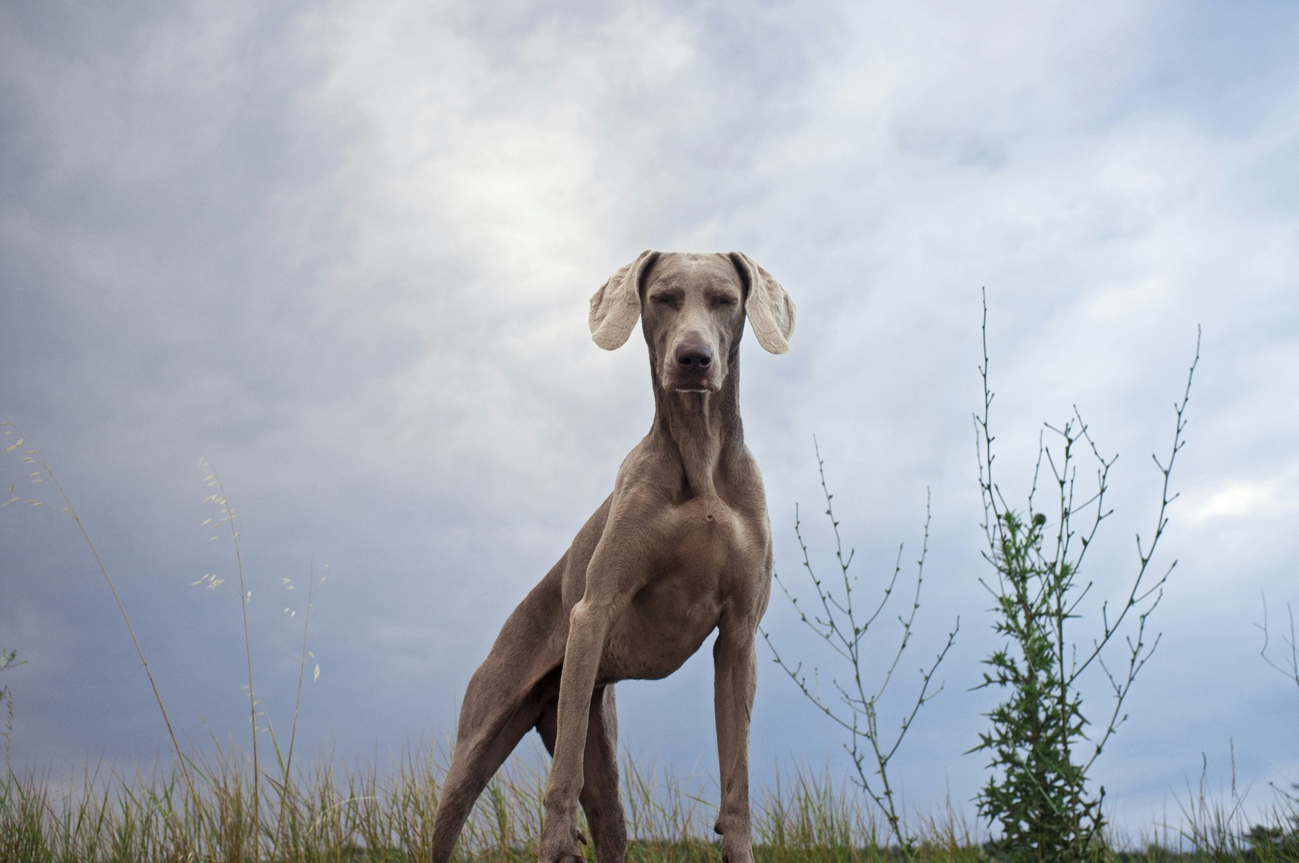 Joint & Mobility Dog