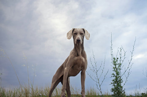 Joint & Mobility Dog