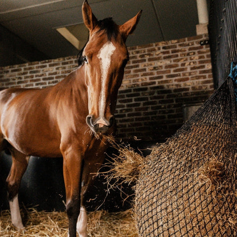 Slow Feeders & Care Products