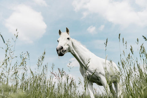 Digestion supplements horse