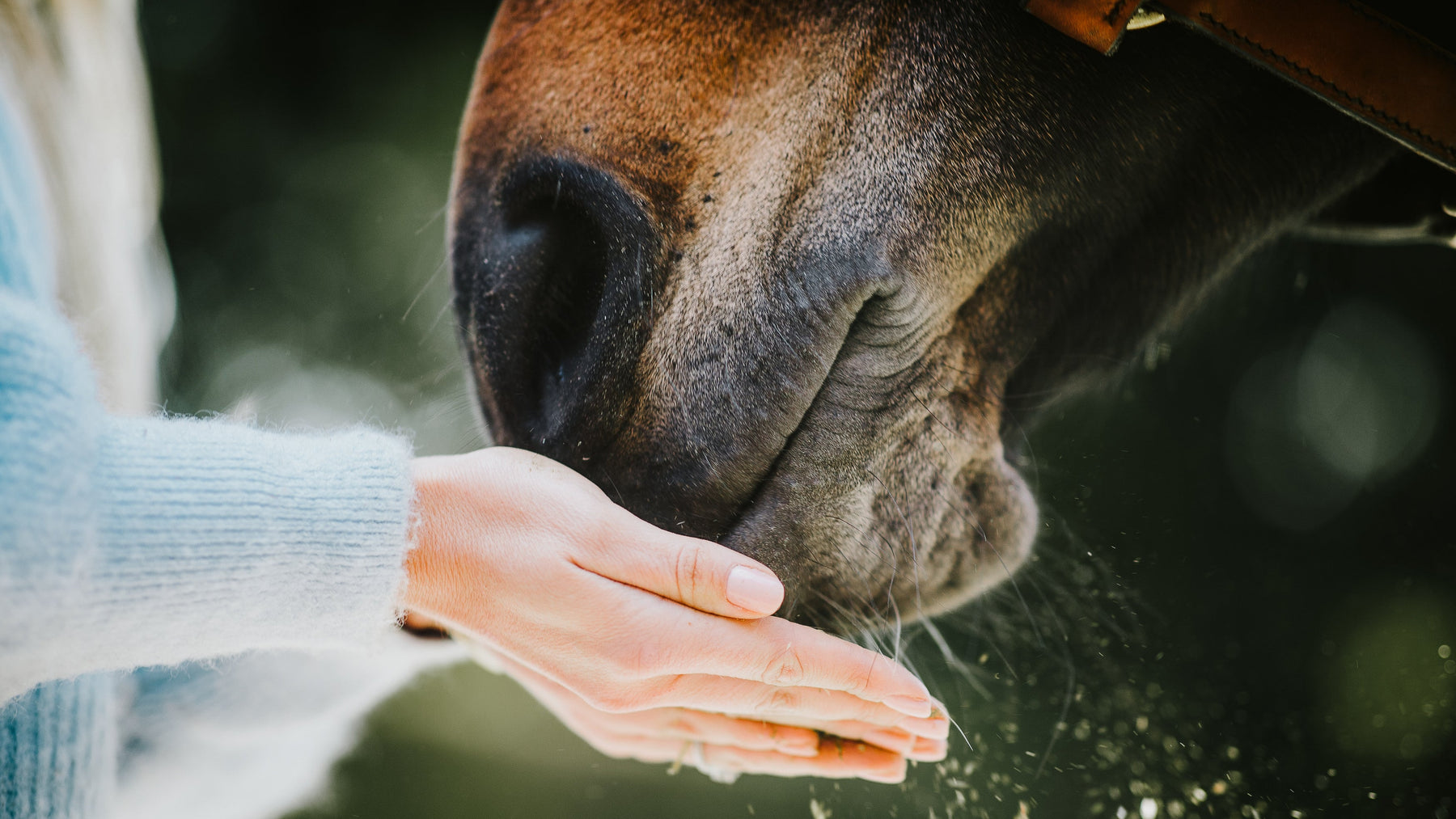 Horse Nose Powder