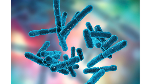 Probiotic strains