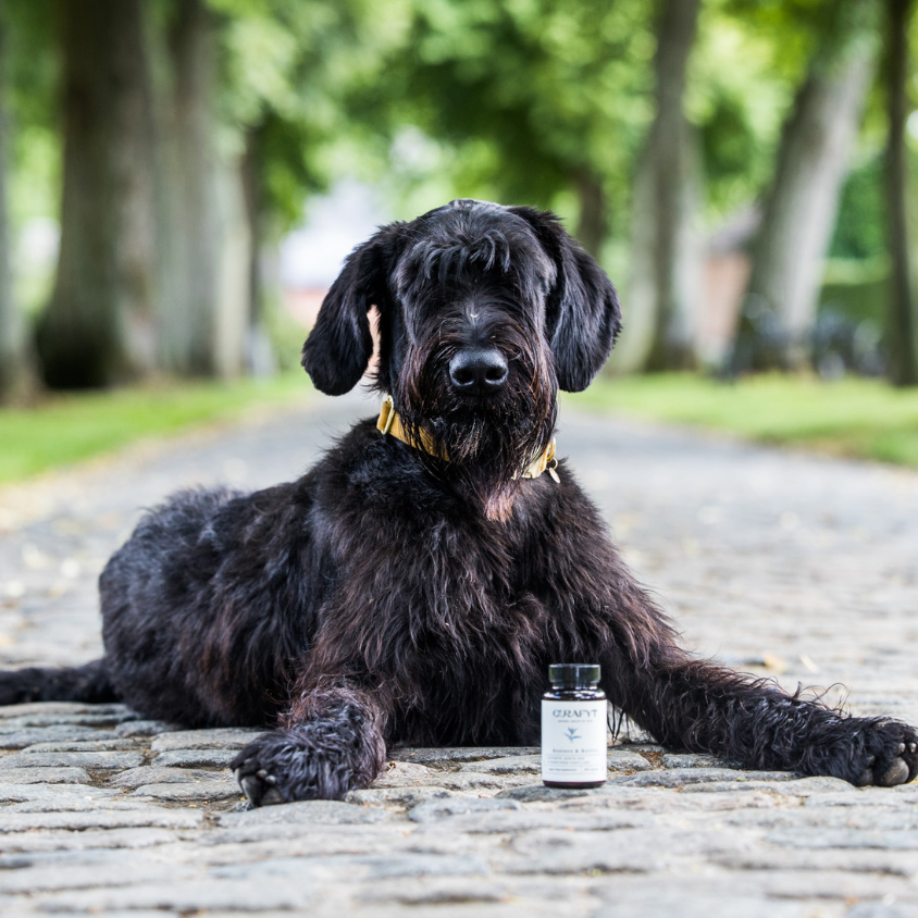 smooth and supple dog