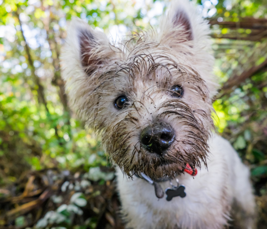 Honden die regelmatig gewassen worden