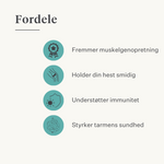 immunitet hud tarm gurkemeje curcumin hest pony | localization: DA