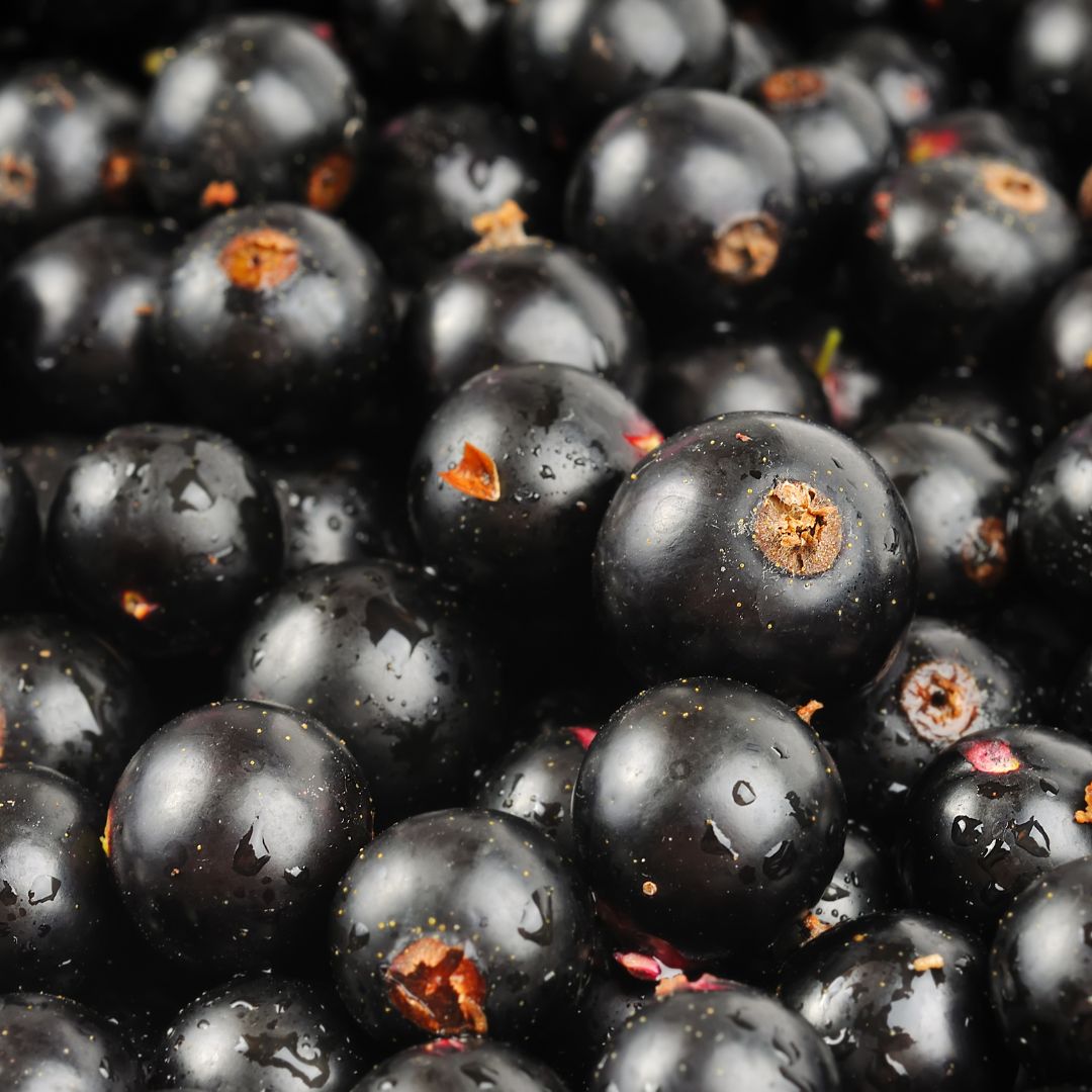 Blackcurrant