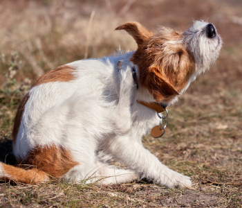 Dogs with sensitive and itchy skin