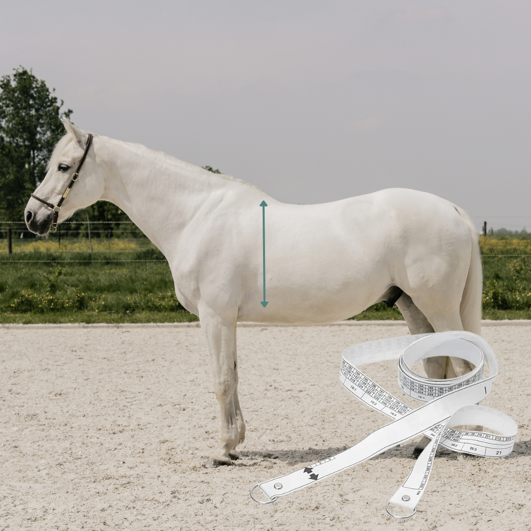 Horse Weighband