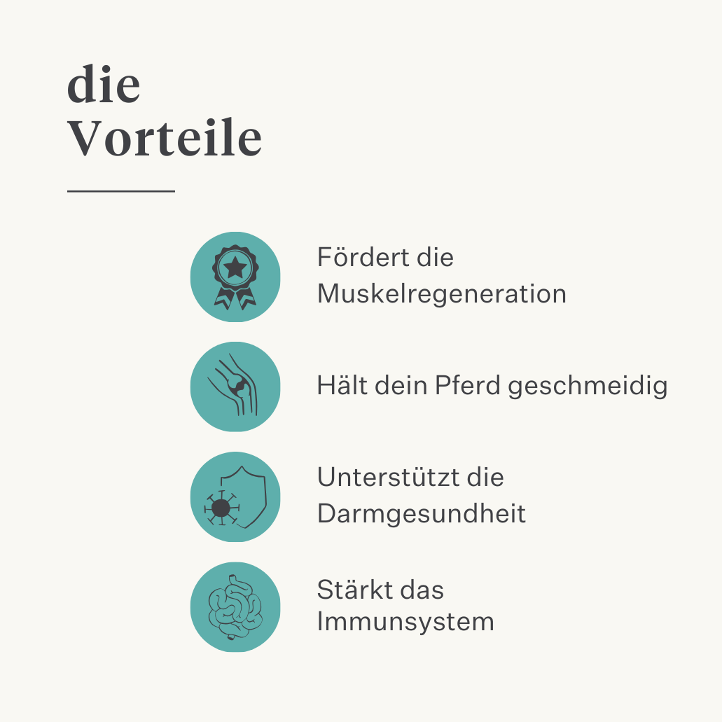 Ergänzung Immunität Muskeln Haut Darm Kurkuma Curcumin Pferd Pony | localization: DE