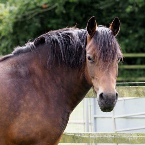 Welsh Pony Overweight Cresty Neck Laminitis