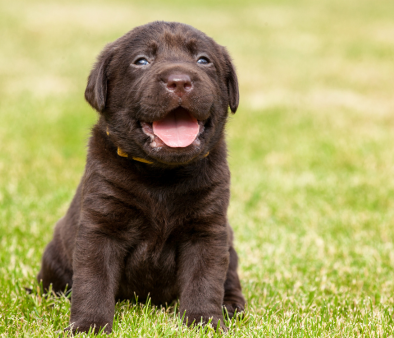 Puppies