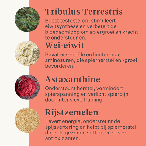 Body & Build supplement voor paarden, ondersteunt spieropbouw en herstel, rijk aan aminozuren en natuurlijke ingrediënten, verbetert kracht en prestaties. | localization: NL