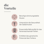 Stute Fohlen Pferd Pony Fruchtbarkeit Gebärmutter Rosse Stutenverhalten Zyklus rossig pferdeartige Hormonbalance| localization: DE