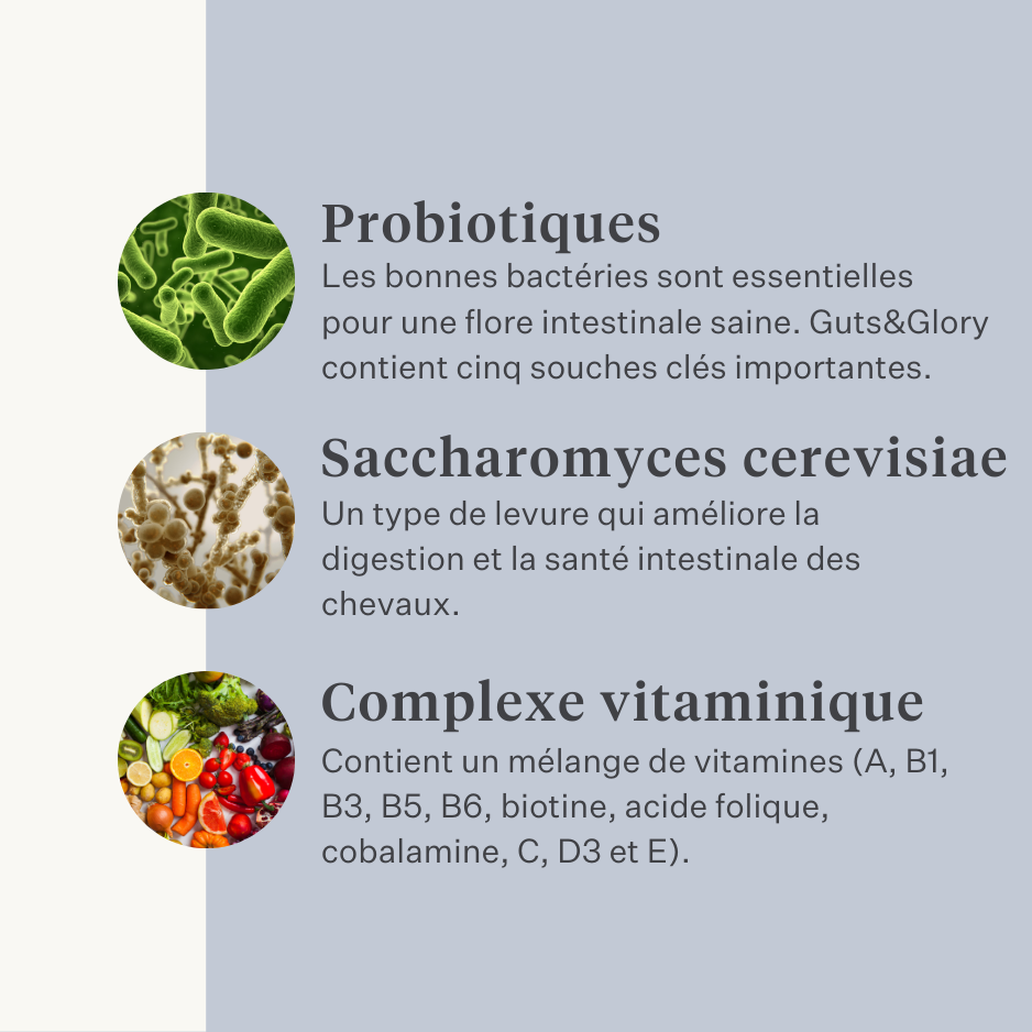 Cheval, poney, colique intestinale, gaz, ulcères gastriques, probiotiques, prébiotiques, graines de lin, diarrhée, selles aqueuses, selles molles | localization: FR