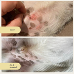 hond, puppy, zalmolie, omega-3, jeukende huid, droge huid, gewrichten, immuniteit, supplement, voedingssupplement | localization: NL