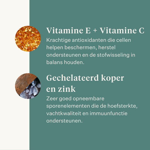 Este Balancer supplement voor paarden, ontwikkeld door paardenarts Dr. Sara Torfs, vult ruwvoerrantsoenen aan met essentiële vitaminen, mineralen en gezonde vetten voor een glanzende vacht, sterke hoeven en optimale darmgezondheid. | localization: NL