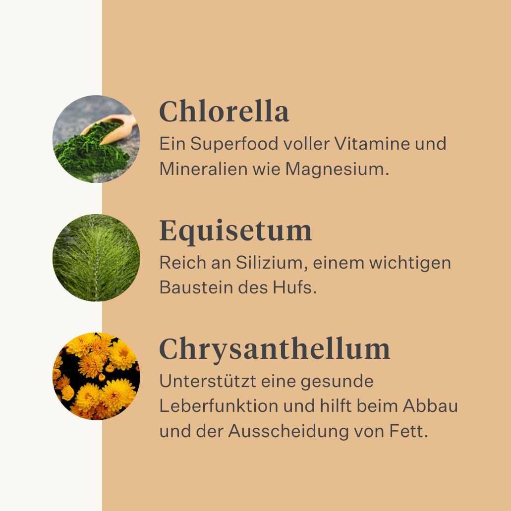Steady&Stable Curafyt Ergänzung für Pferde und Ponys, Hufrehe, empfindliche Hufe, Insulin, Glukose, PPID, Cushing-Syndrom | localization: DE