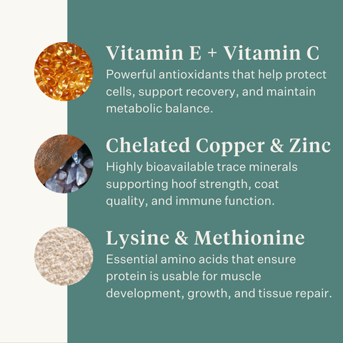 Este Balancer horse feed balancer supplement, developed by equine veterinarian Dr. Sara Torfs, completes forage-based diets with essential vitamins, minerals and healthy fats to support coat shine, strong hooves, muscle function and gut health. | localization: EN