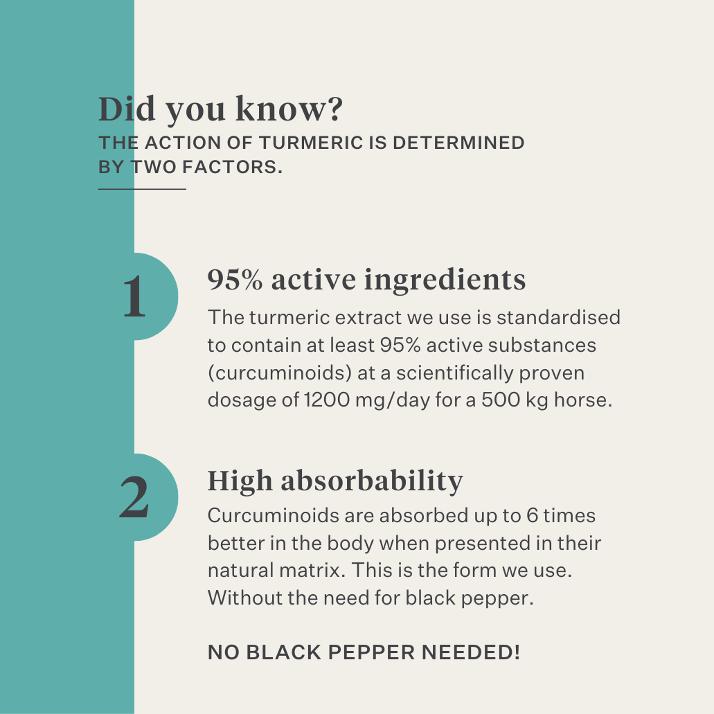 immunity skin gut turmeric curcumin horse pony| localization: EN