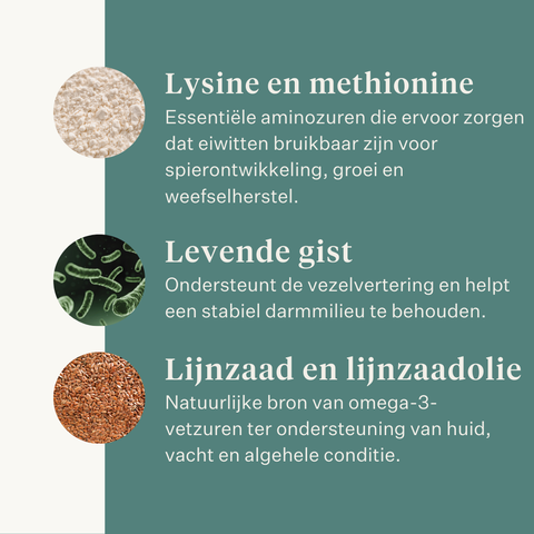 Este Balancer supplement voor paarden, ontwikkeld door paardenarts Dr. Sara Torfs, vult ruwvoerrantsoenen aan met essentiële vitaminen, mineralen en gezonde vetten voor een glanzende vacht, sterke hoeven en optimale darmgezondheid. | localization: NL