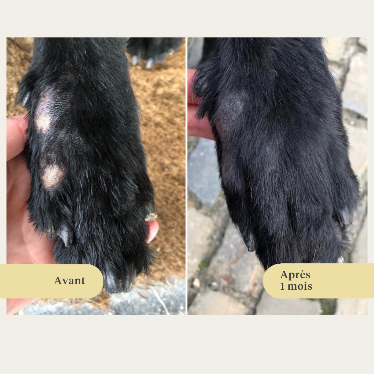 chien, chiot, huile de saumon, oméga-3, peau qui gratte, peau sèche, articulations, immunité, supplément, complément alimentaire | localization: FR