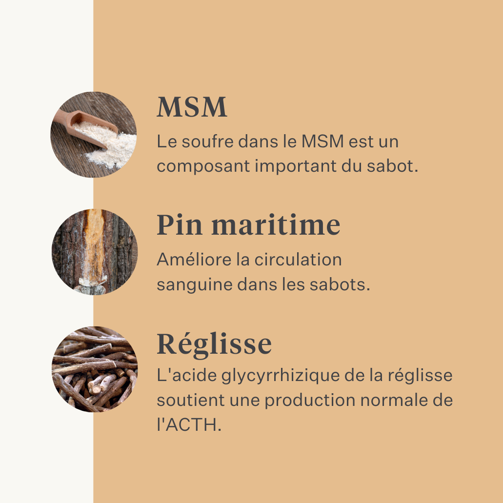 Steady&Stable Curafyt complément pour chevaux et poneys, fourbure, sensibilité des sabots, insuline, glucose, PPID, maladie de Cushing | localization: FR