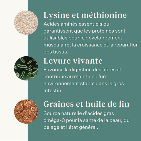 Este Balancer complément alimentaire pour chevaux, CMV développé par la vétérinaire équine Dr. Sara Torfs, complète les rations à base de fourrage avec vitamines, minéraux et graisses saines pour la brillance du poil, des sabots solides et une bonne santé digestive. | localization: FR