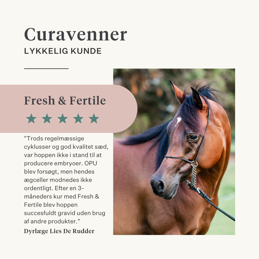 hoppe føl hest pony frugtbarhed livmoder brunst hoppeadfærd cyklus i brunst hestehormonbalance | localization: DA