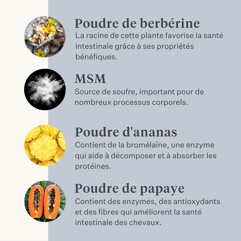 Cheval, poney, colique intestinale, gaz, ulcères gastriques, probiotiques, prébiotiques, graines de lin, diarrhée, selles aqueuses, selles molles | localization: FR