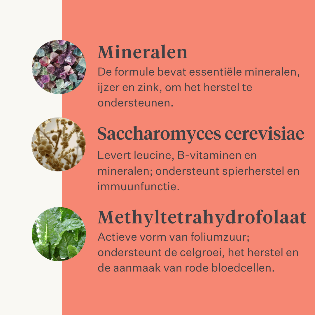 Body & Build supplement voor paarden, ondersteunt spieropbouw en herstel, rijk aan aminozuren en natuurlijke ingrediënten, verbetert kracht en prestaties. | localization: NL